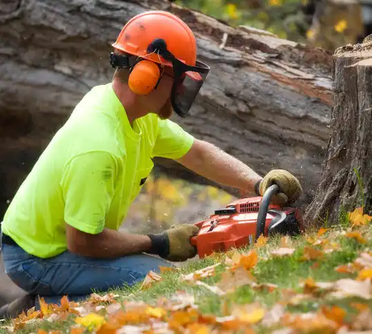 tree services Lincoln Park